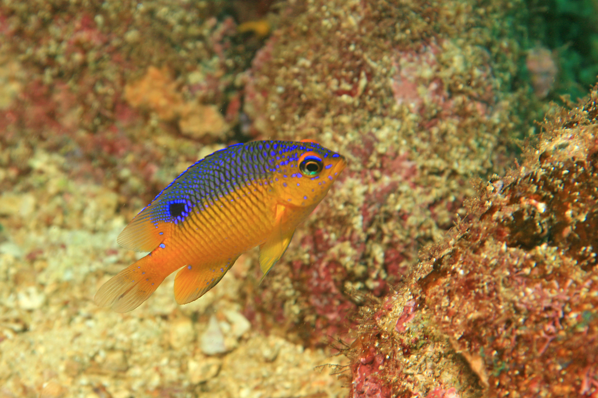 image of stegastes flavilatus \(beaubrummel\)