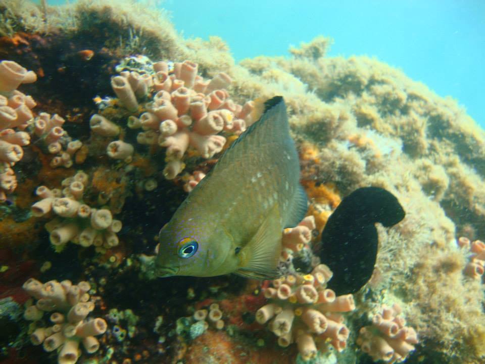 image of stegastes fuscus \(brazilian damsel\)