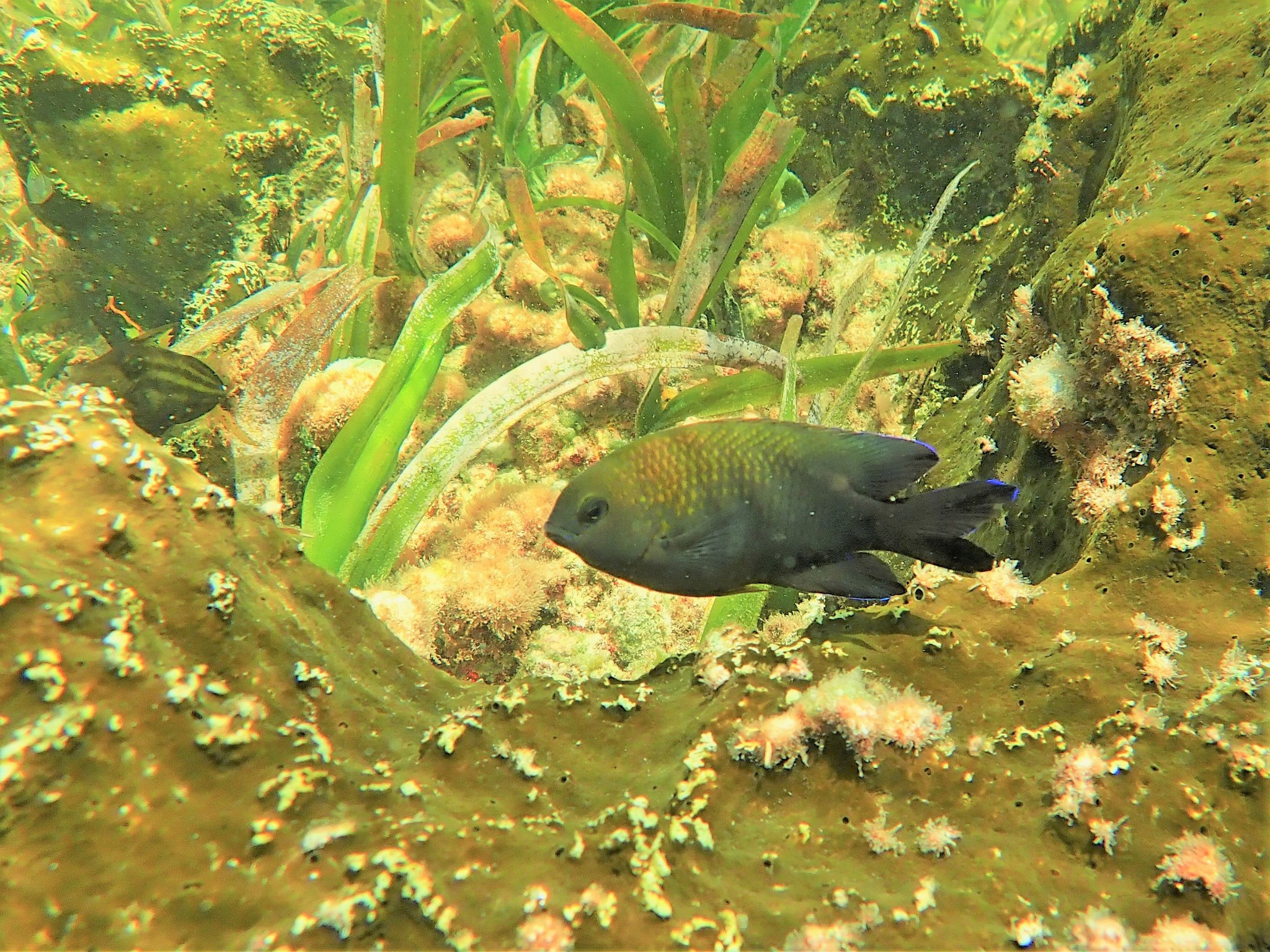 image of stegastes leucostictus \(beaugregory\)