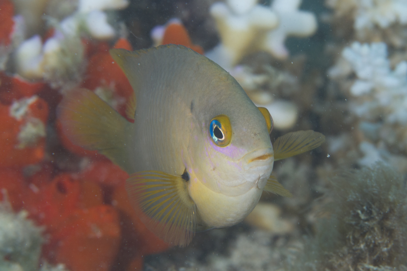 image of stegastes nigricans \(dusky farmerfish\)