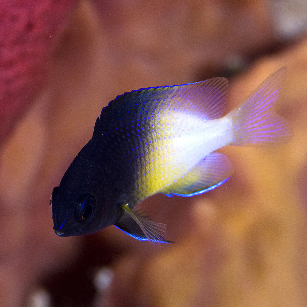 image of stegastes partitus \(bicolor damselfish\)