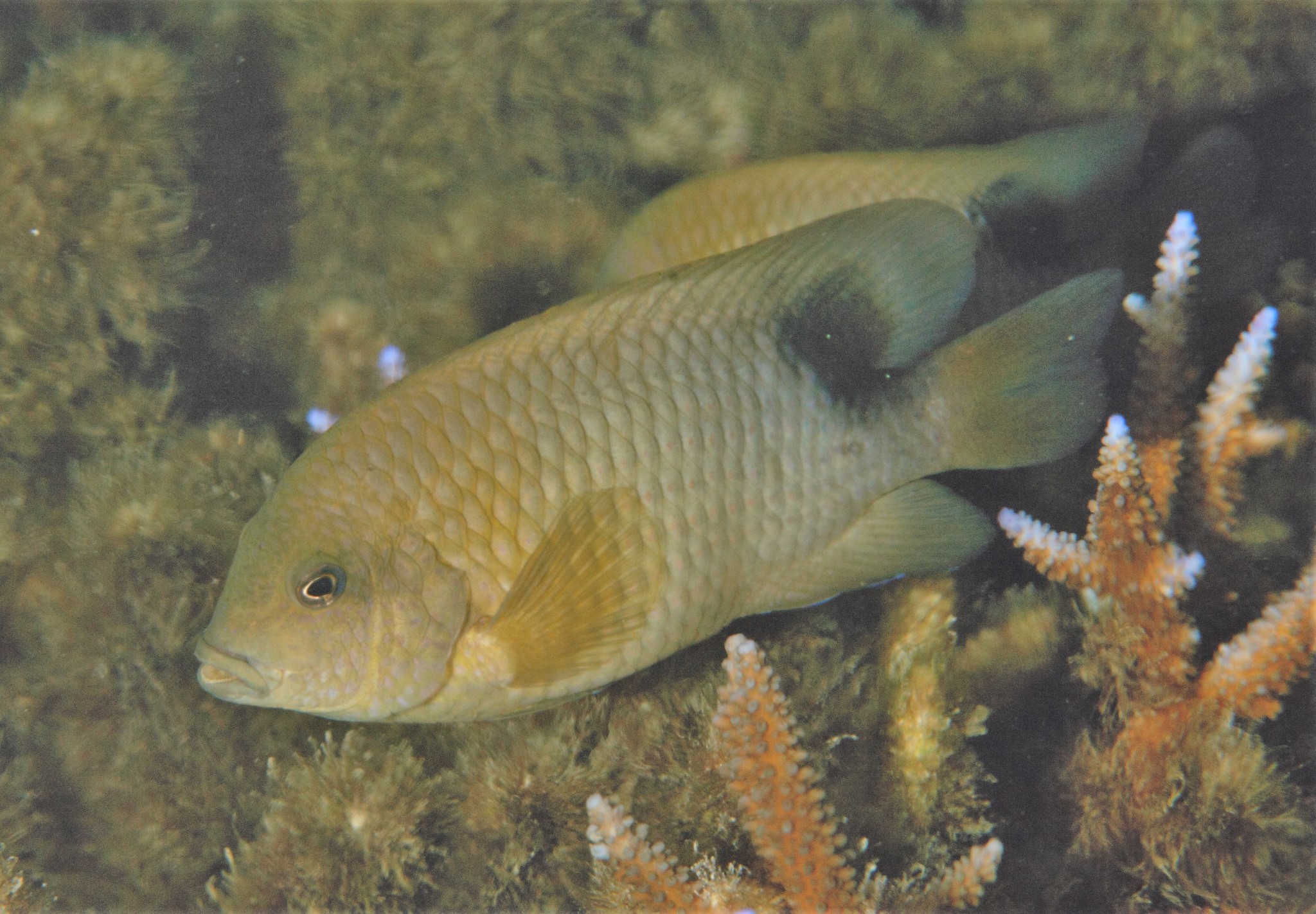image of stegastes punctatus \(blunt snout gregory\)
