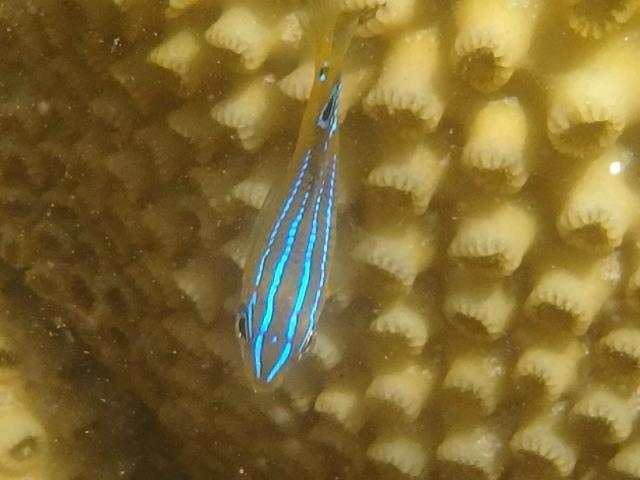 image of stegastes variabilis \(cocoa damselfish\)