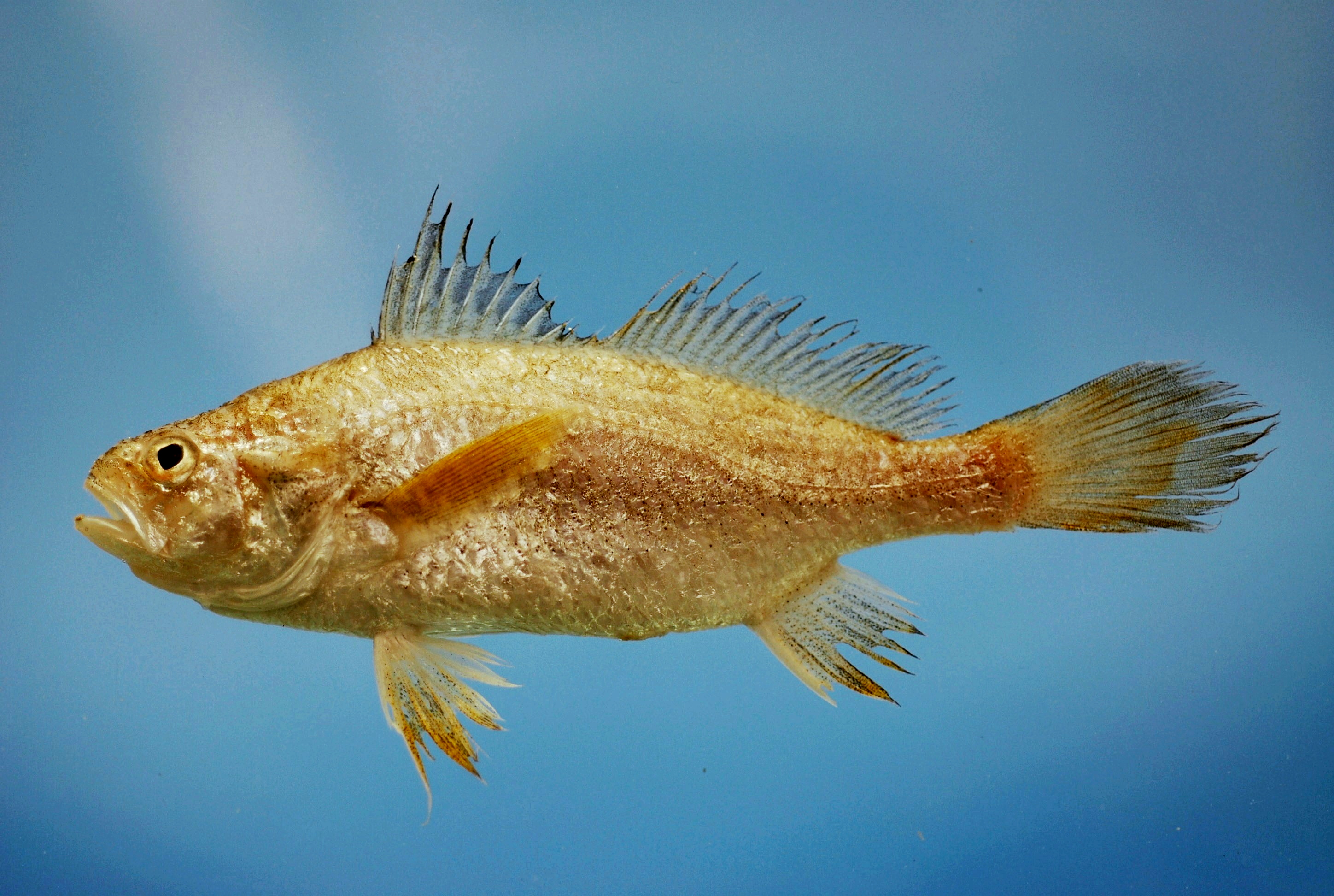 image of stellifer lanceolatus \(american stardrum\)