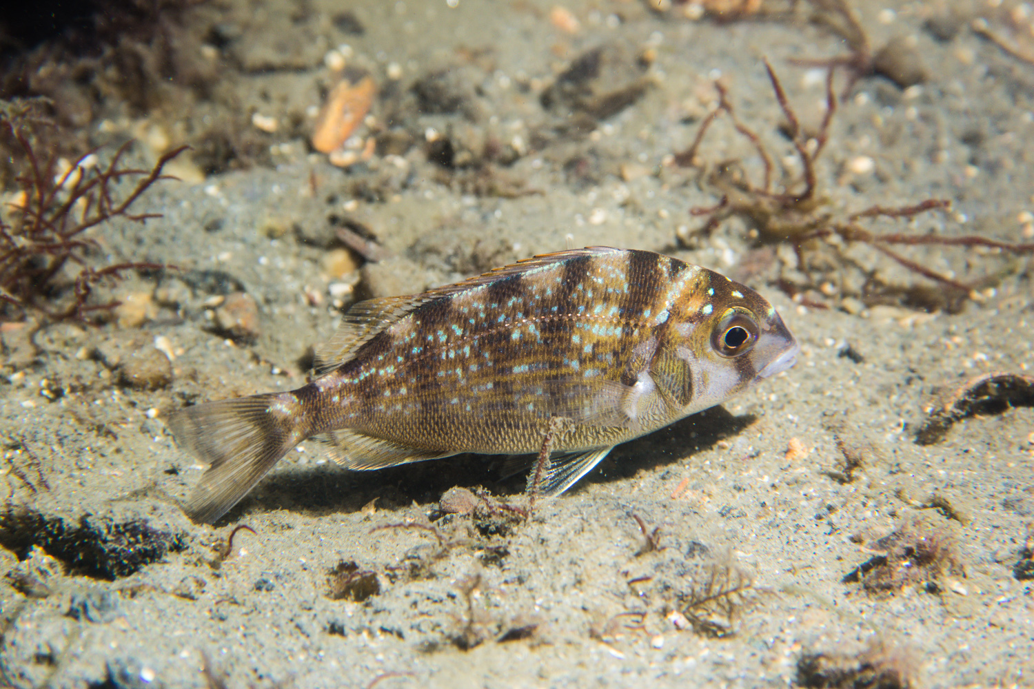image of stenotomus chrysops \(scup\)