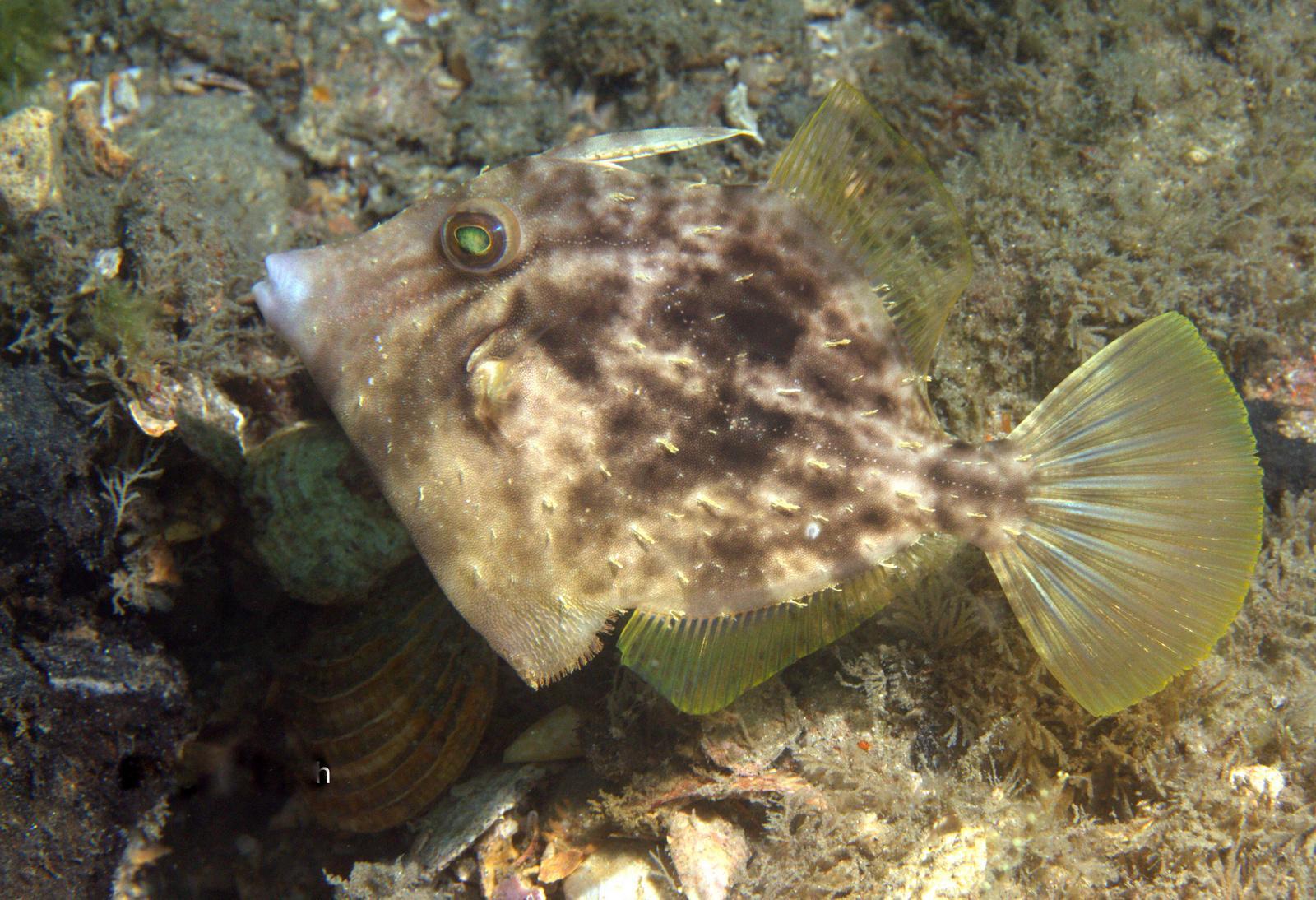 image of stephanolepis hispida \(planehead filefish\)