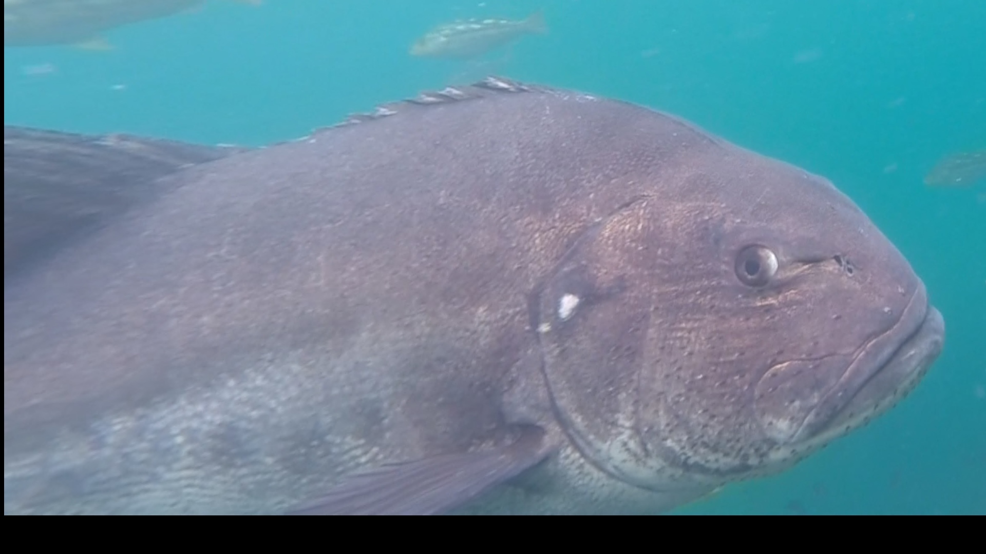 image of stereolepis gigas \(giant seabass\)