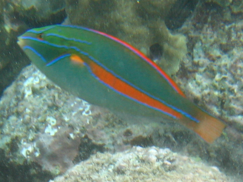 image of stethojulis balteata \(belted wrasse\)