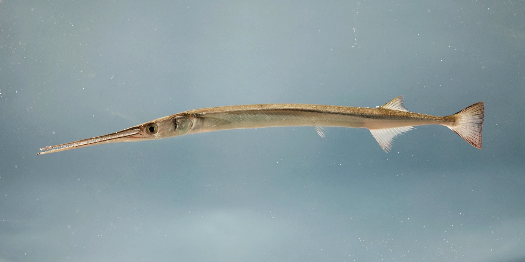 image of strongylura marina \(atlantic needlefish\)