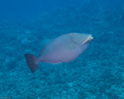 image of sufflamen fraenatum \(masked triggerfish\)