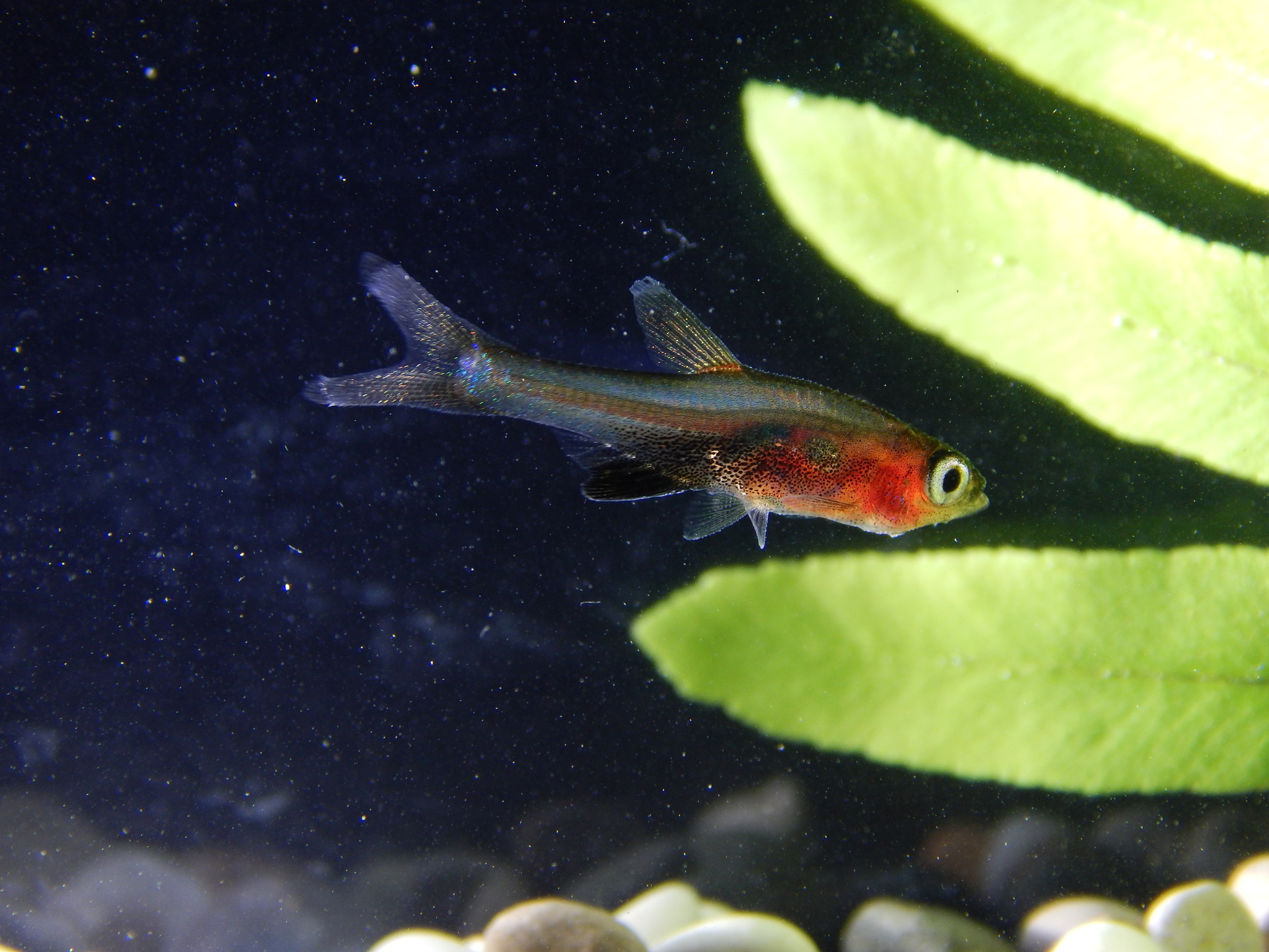 image of sundadanio axelrodi