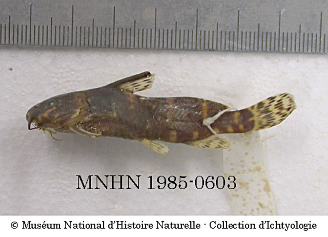 image of synodontis marmoratus