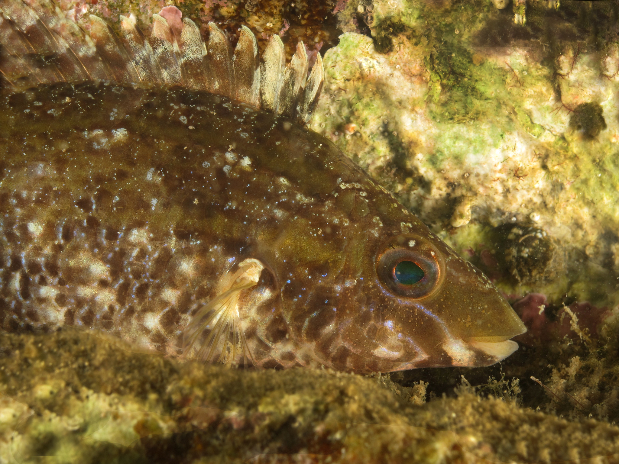 image of symphodus cinereus \(grey wrasse\)