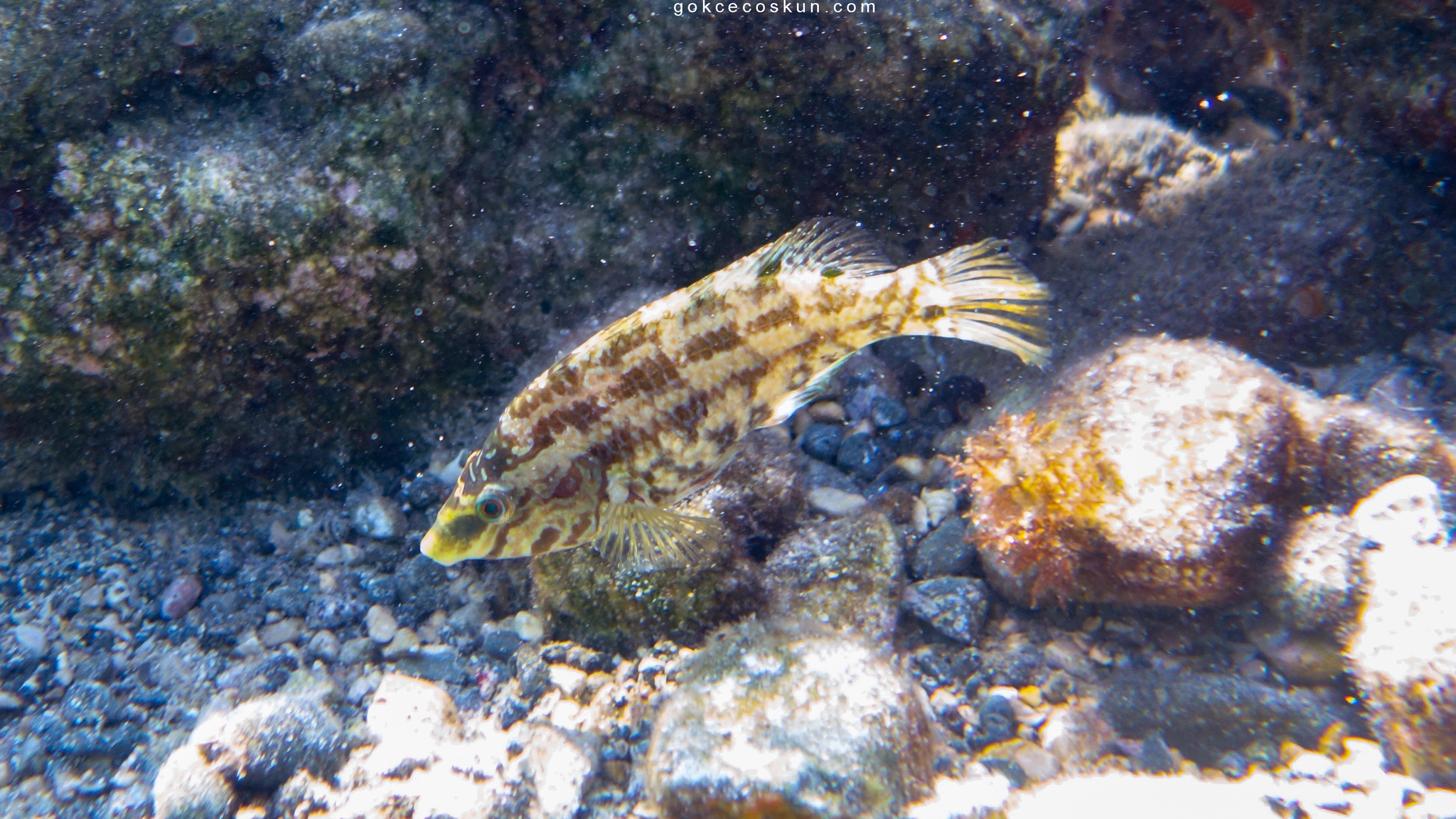 image of symphodus melops \(corkwing wrasse\)