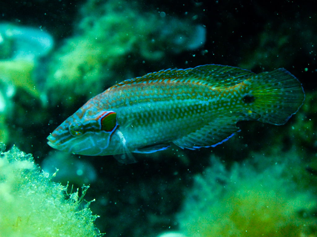 image of symphodus ocellatus