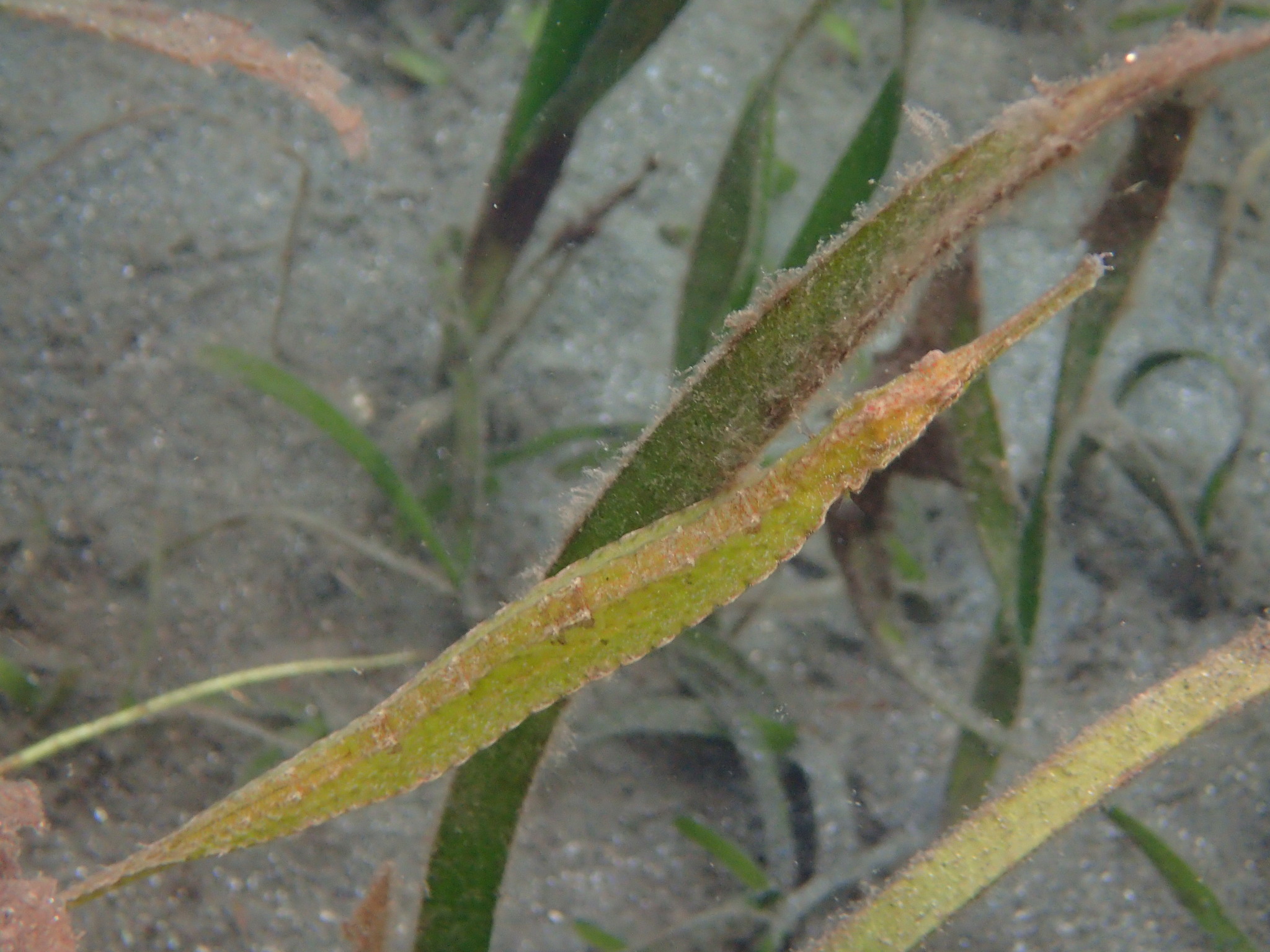 image of syngnathoides biaculeatus \(alligator pipefish\)