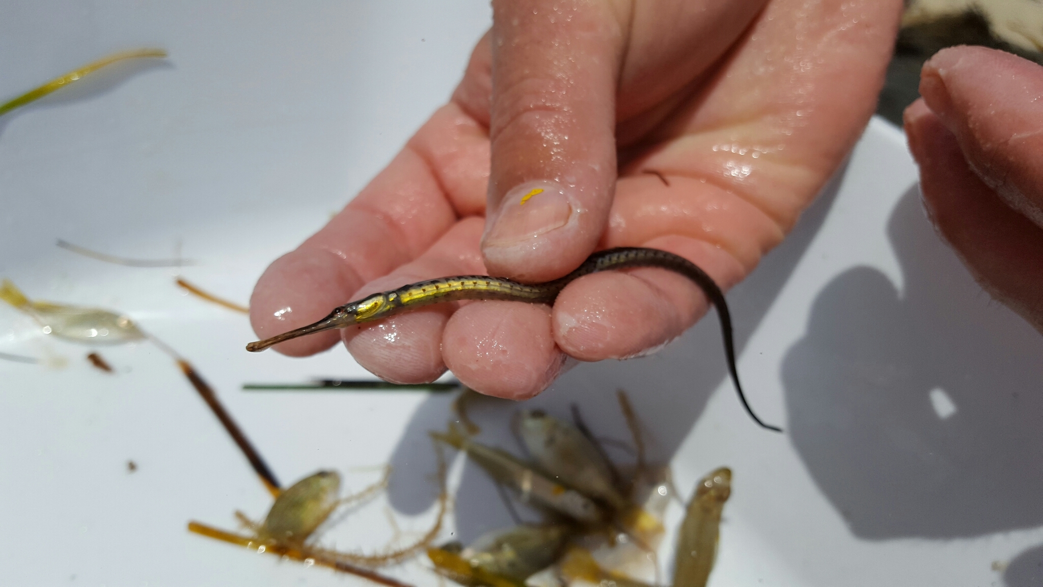 image of syngnathus floridae \(dusky pipefish\)