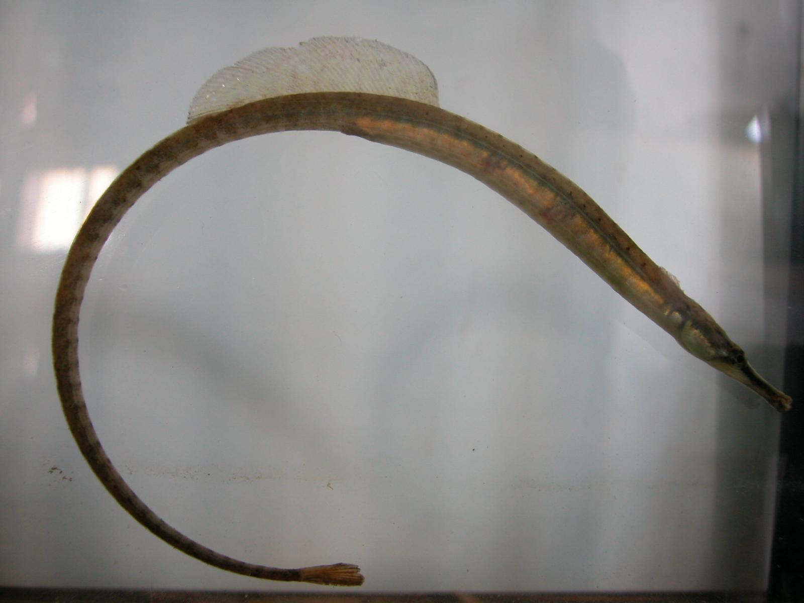 image of syngnathus fuscus \(northern pipefish\)