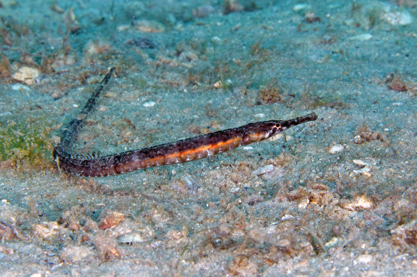 image of syngnathus louisianae \(chain pipefish\)