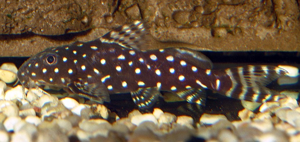 image of synodontis angelicus \(angel squeaker\)