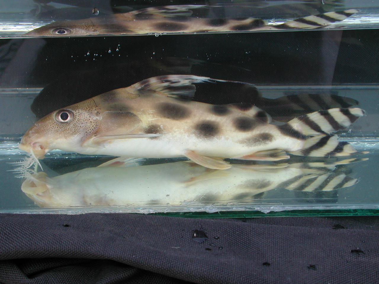 image of synodontis decorus \(clown squeaker\)