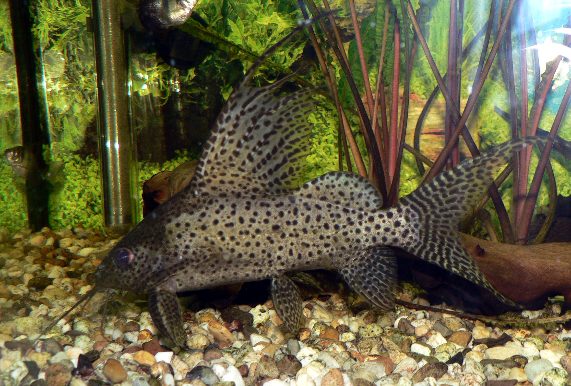 image of synodontis eupterus \(featherfin squeaker\)