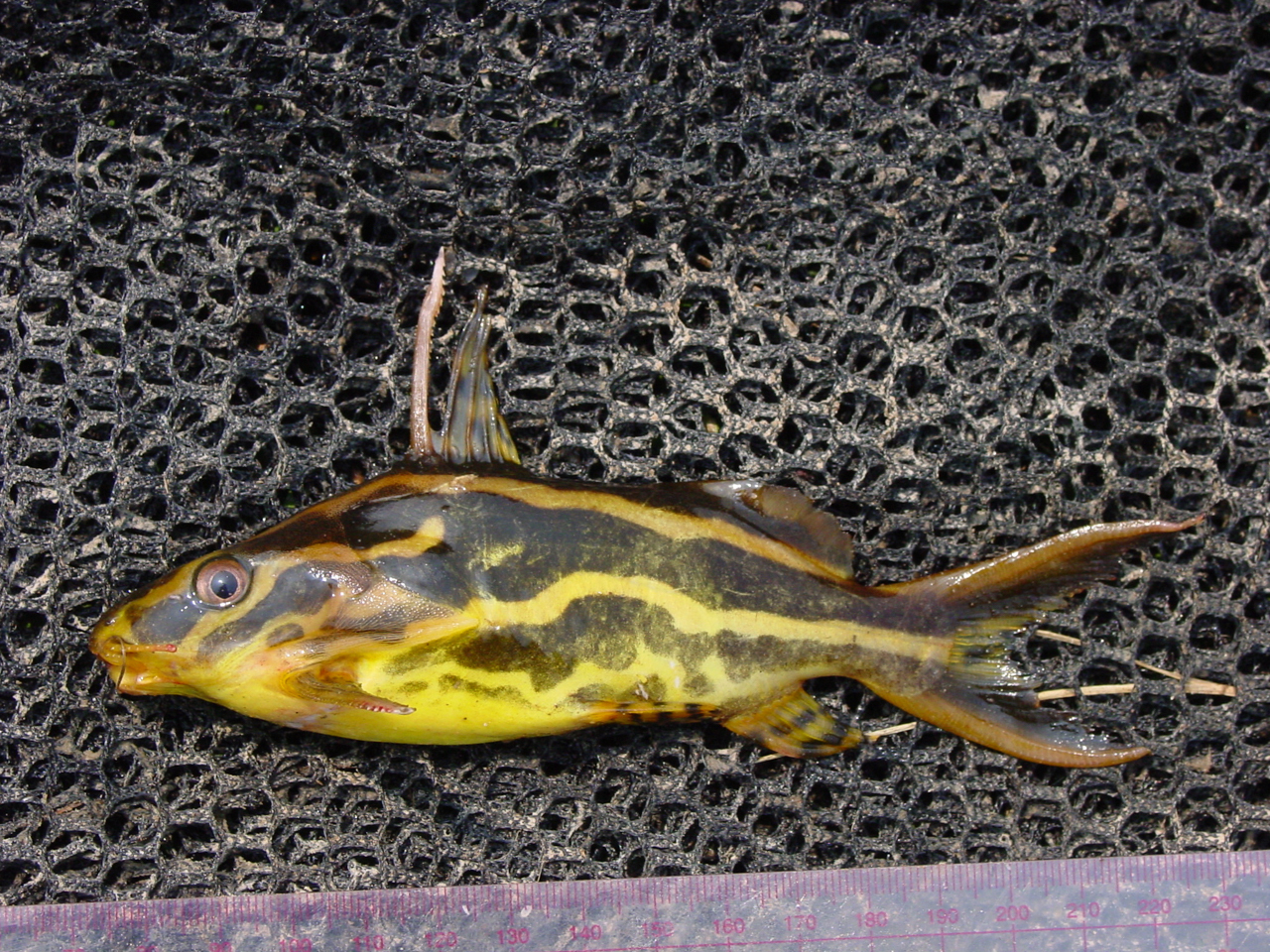 image of synodontis flavitaeniatus \(orangestriped squeaker\)