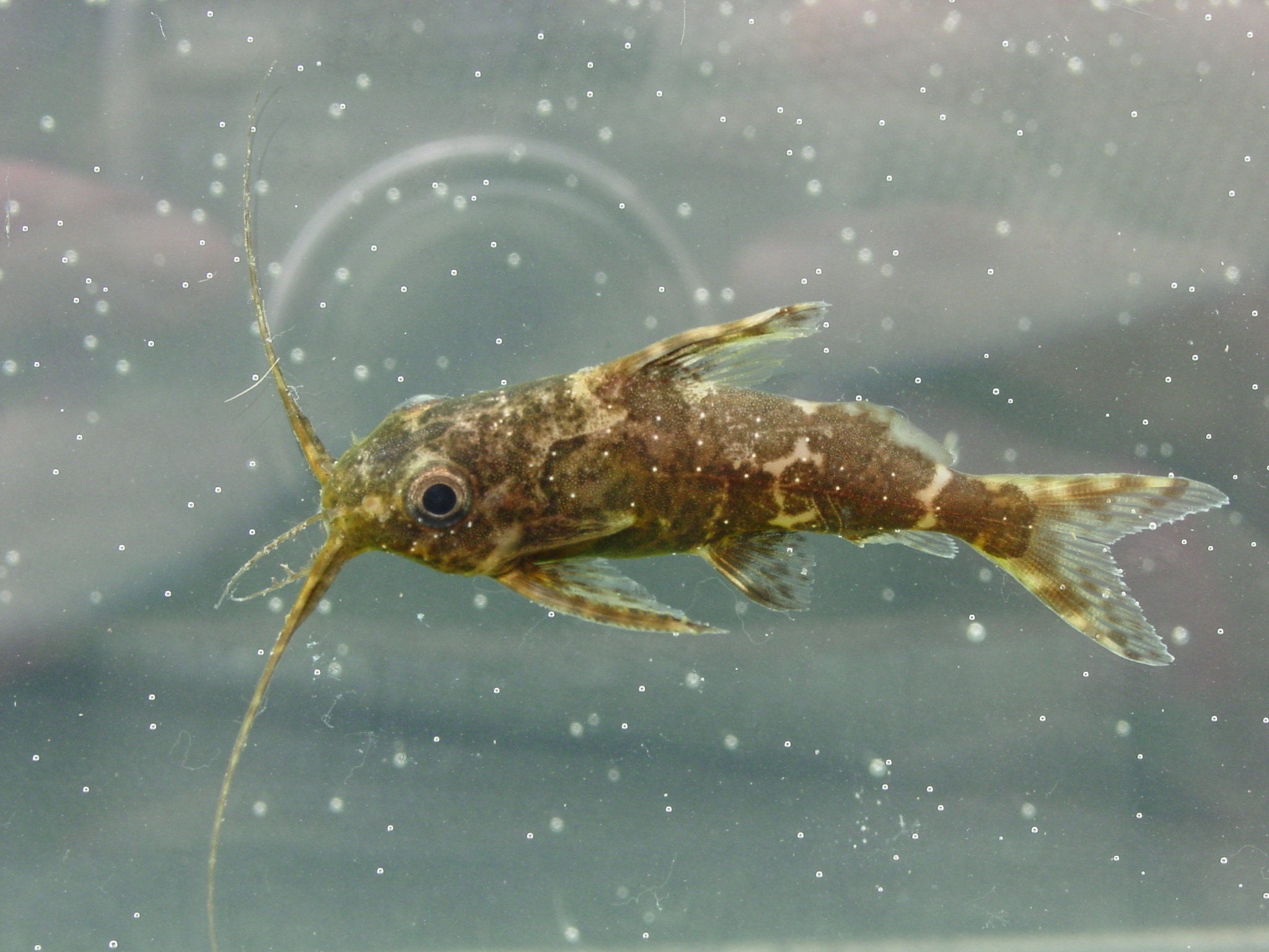 image of synodontis nigriventris \(blotched upsidedown catfish\)