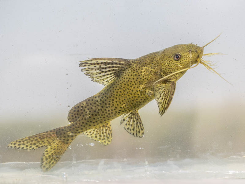 image of synodontis nigromaculatus \(blackspotted squeaker\)