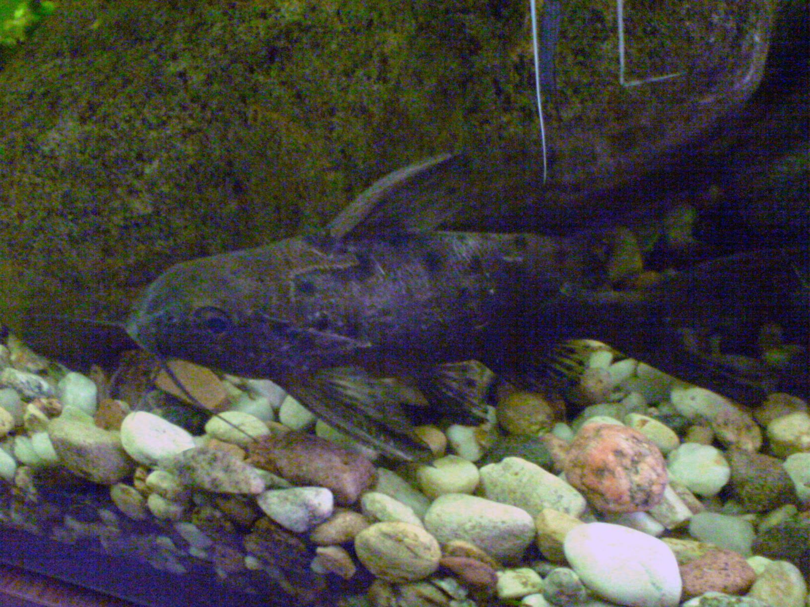 image of synodontis ocellifer