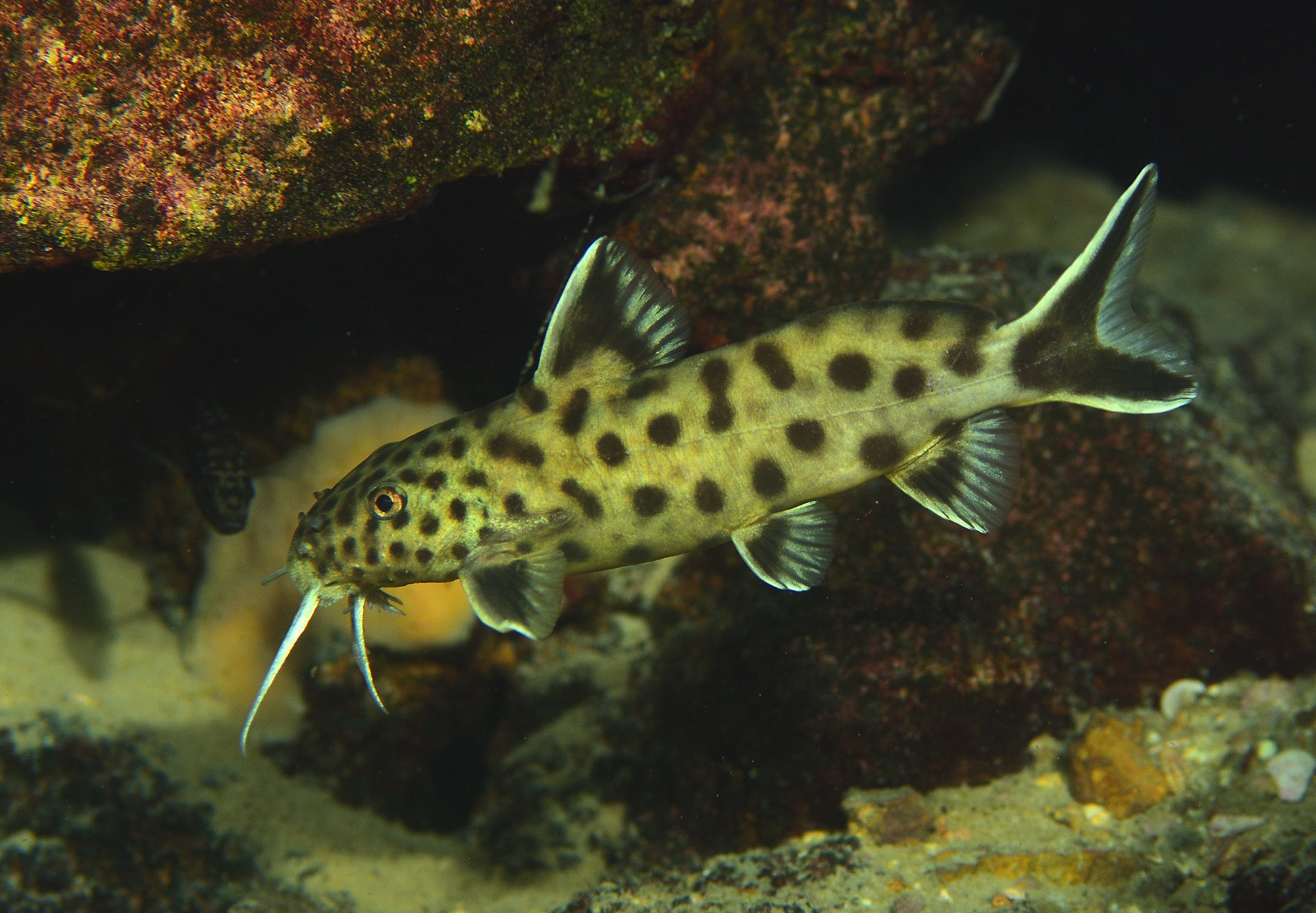 image of synodontis petricola \(cuckoo catfish\)