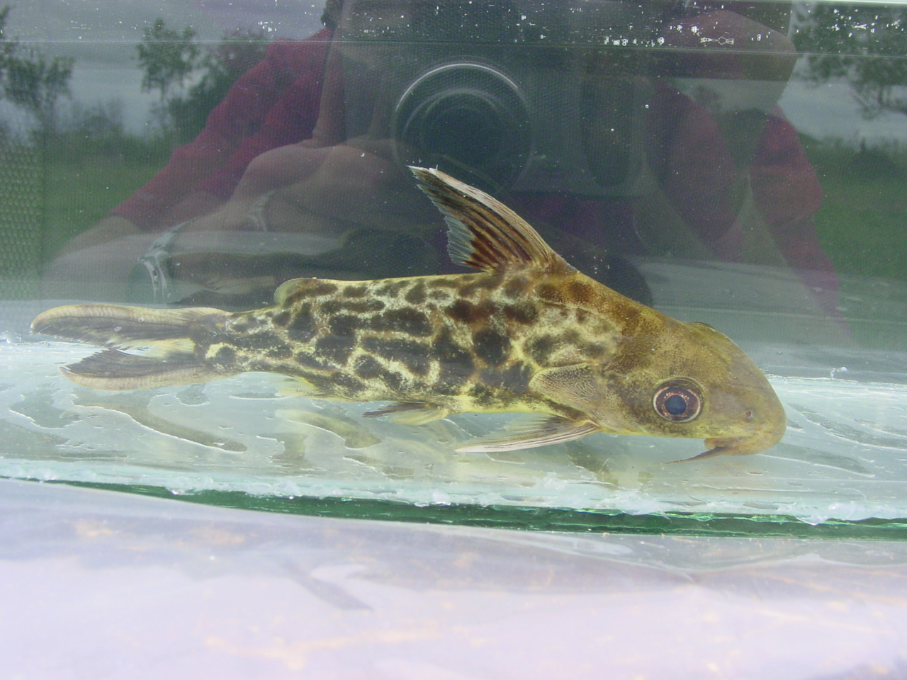 image of synodontis pleurops \(congo squeaker\)