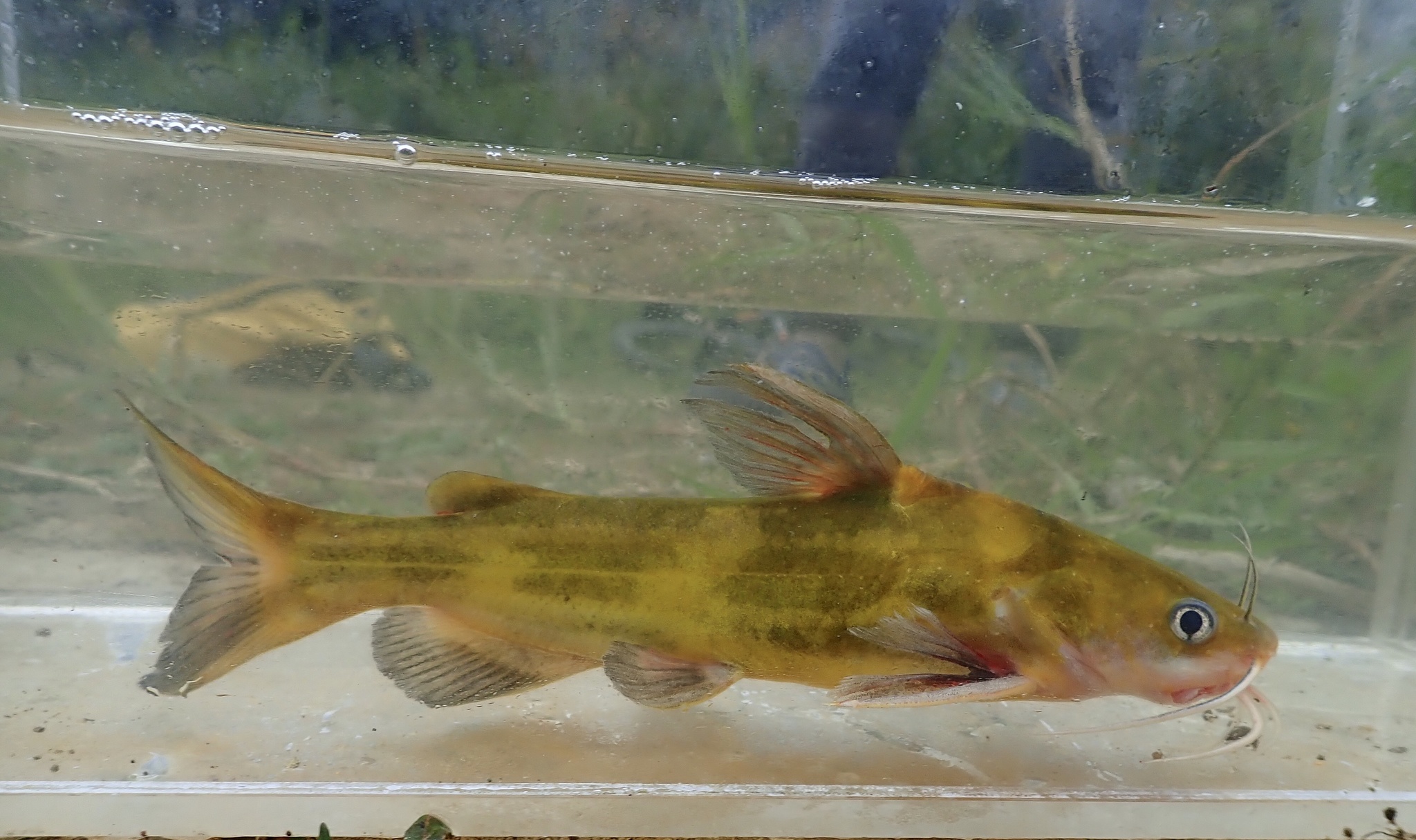 image of tachysurus fulvidraco \(yellow catfish\)