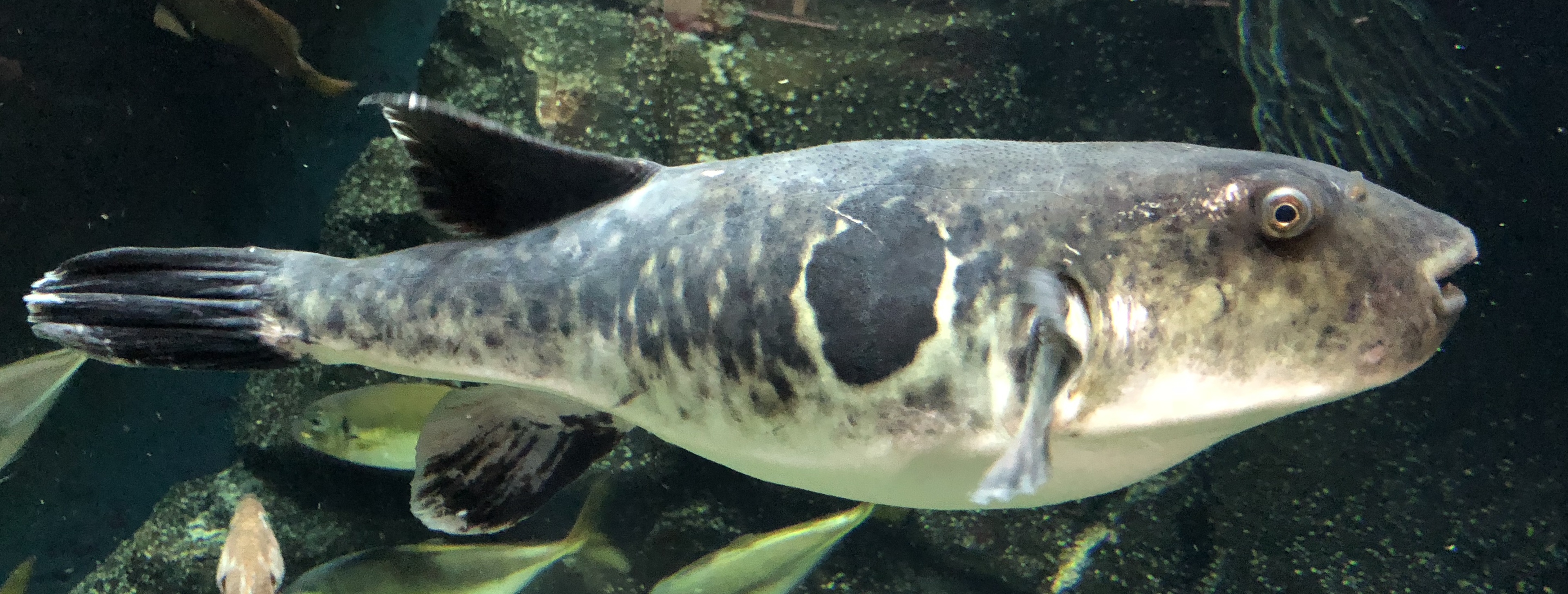 image of takifugu rubripes \(japanese pufferfish\)