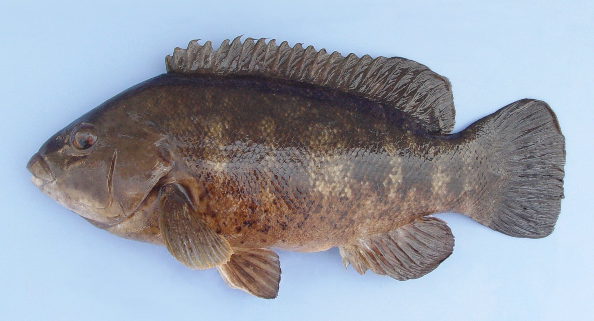 image of tautoga onitis \(tautog\)