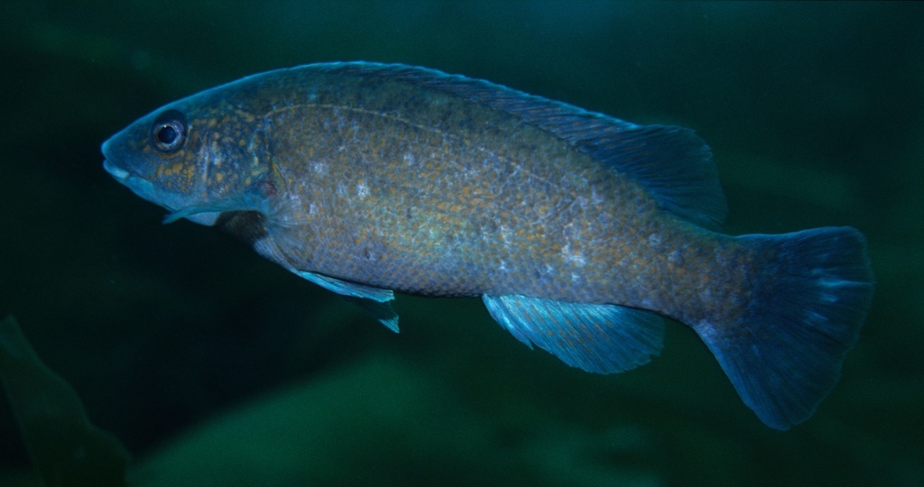 image of tautogolabrus adspersus \(cunner\)