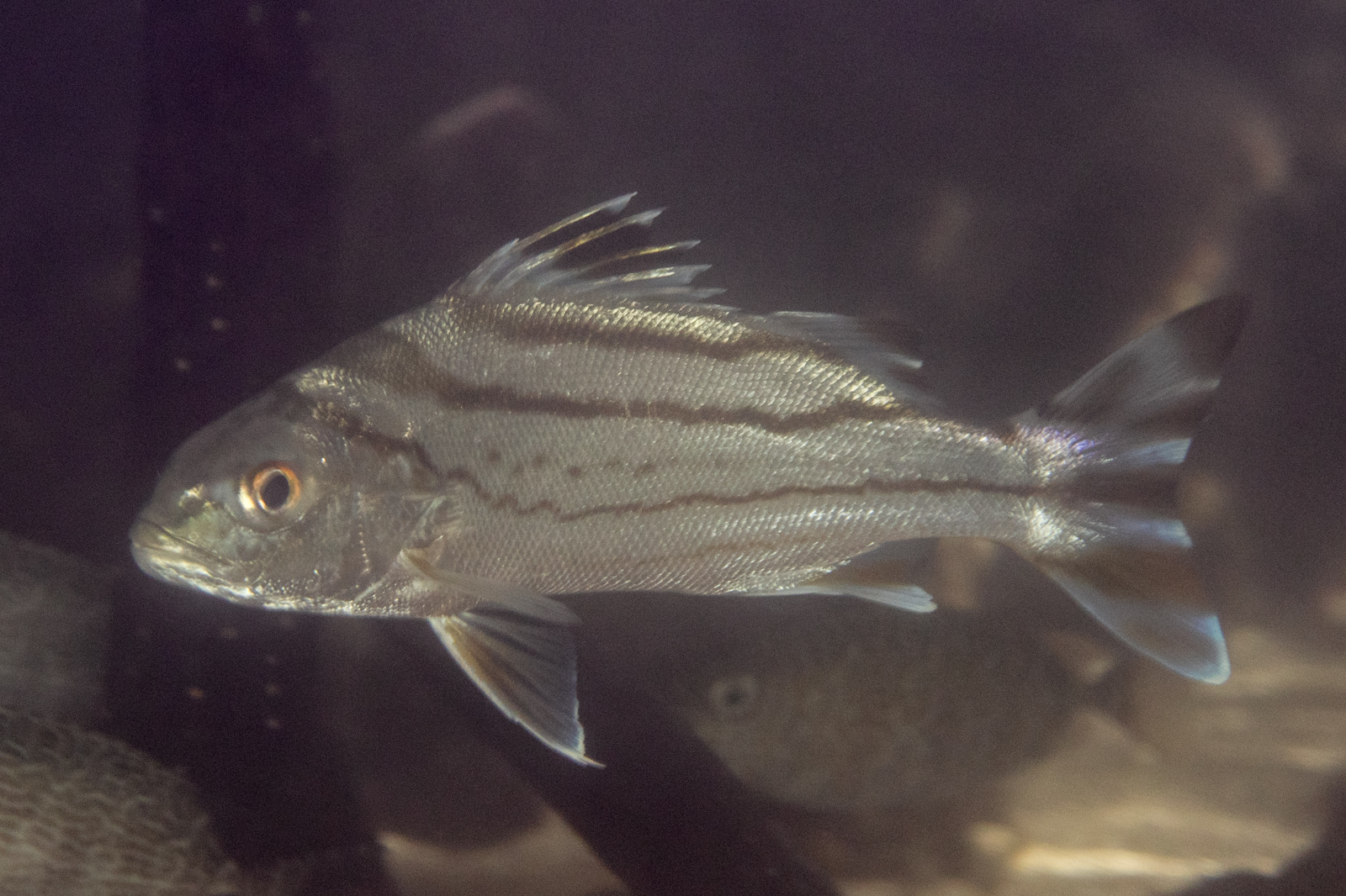 image of terapon jarbua \(jarbua terapon\)