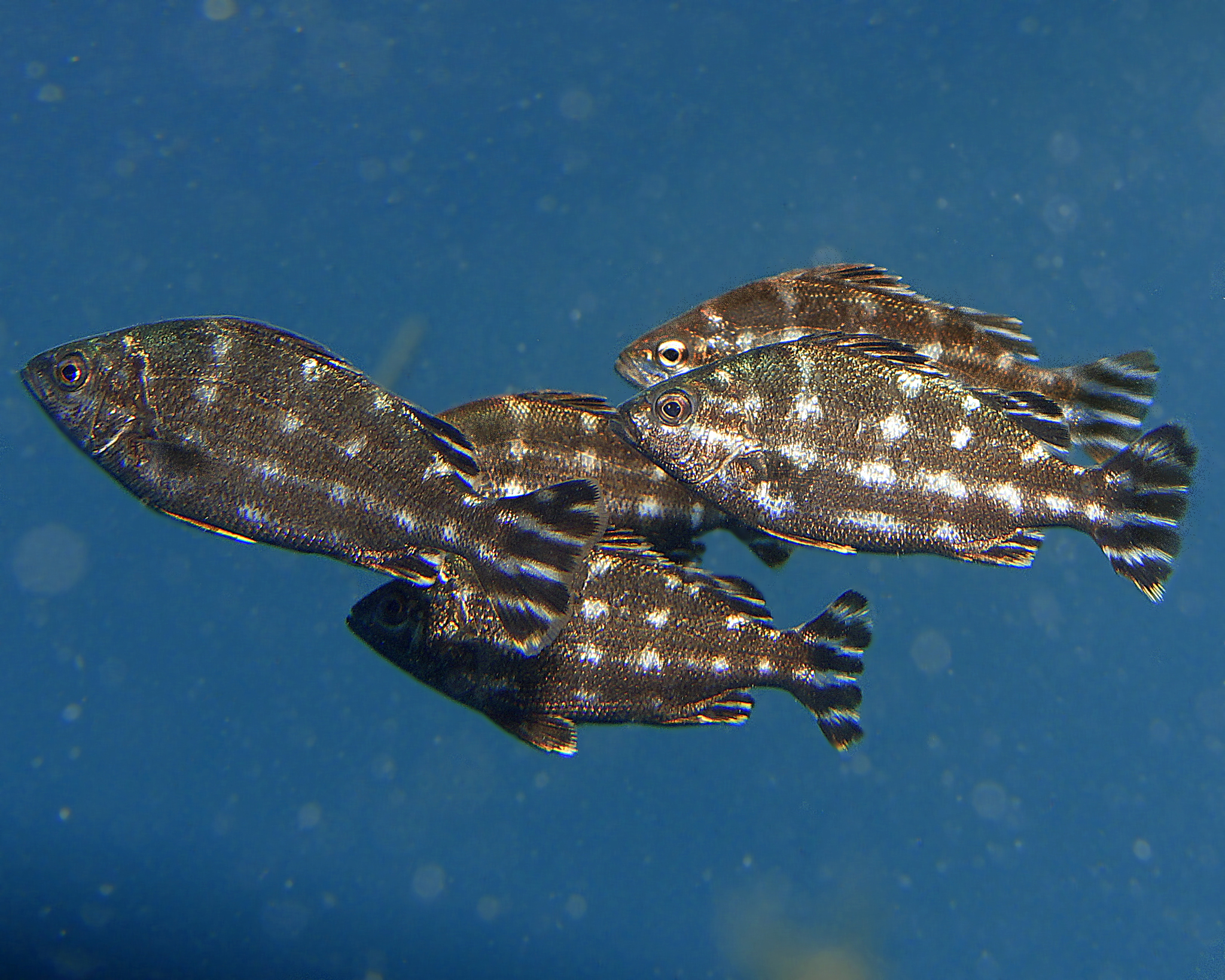 image of terapon theraps \(largescaled terapon\)