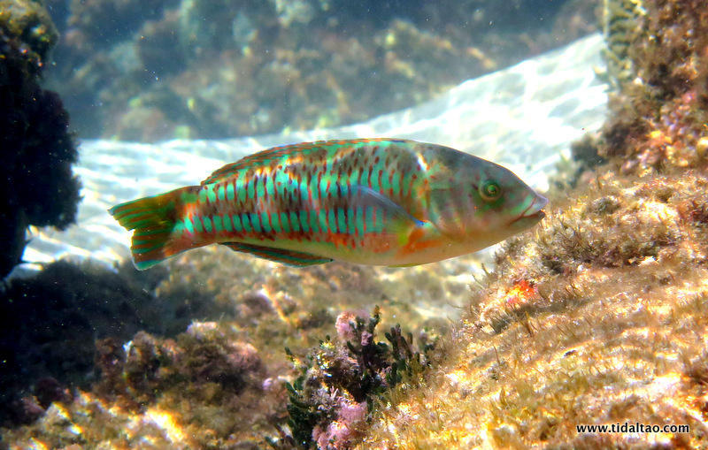 image of thalassoma purpureum \(surge wrasse\)