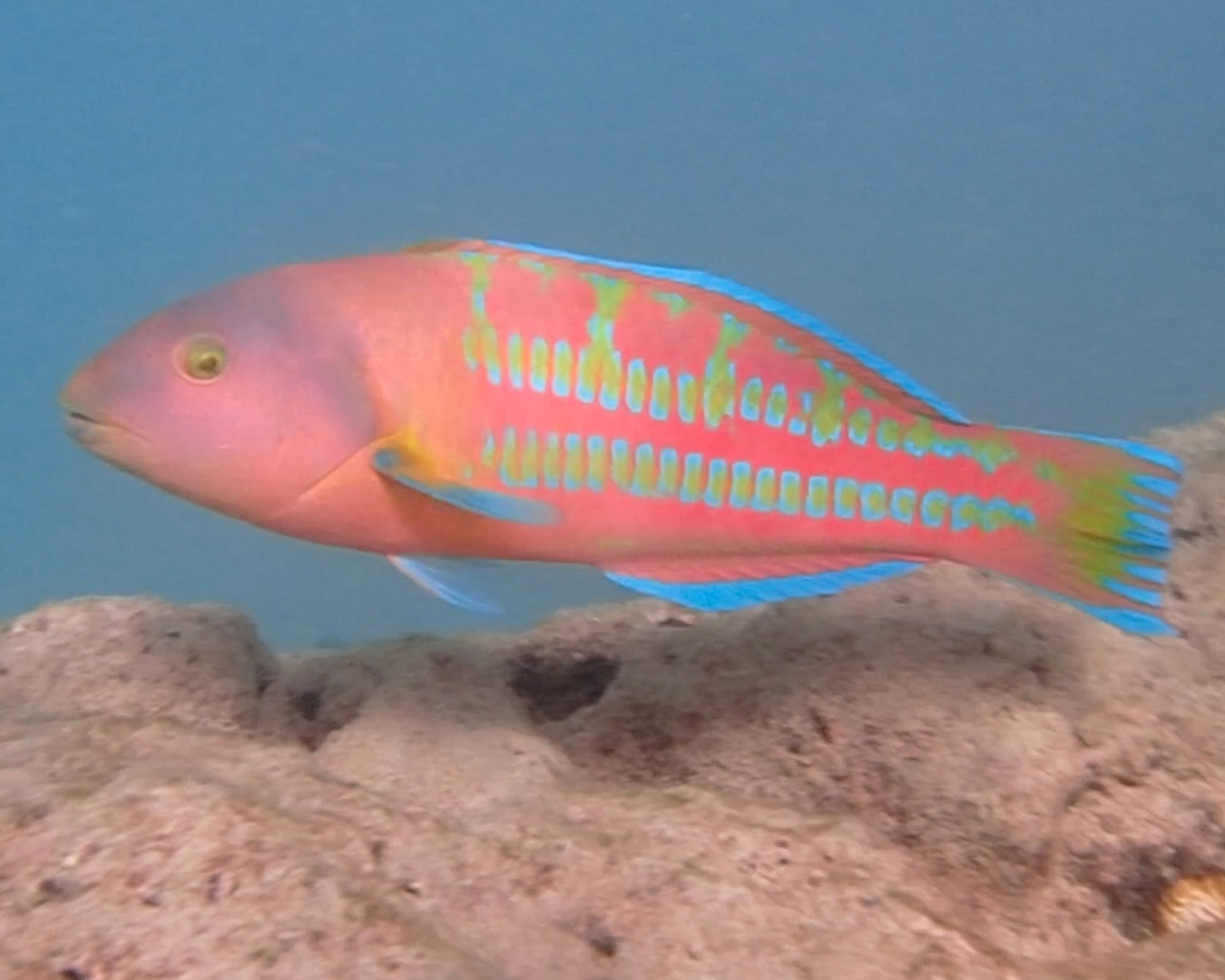 image of thalassoma trilobatum \(christmas wrasse\)