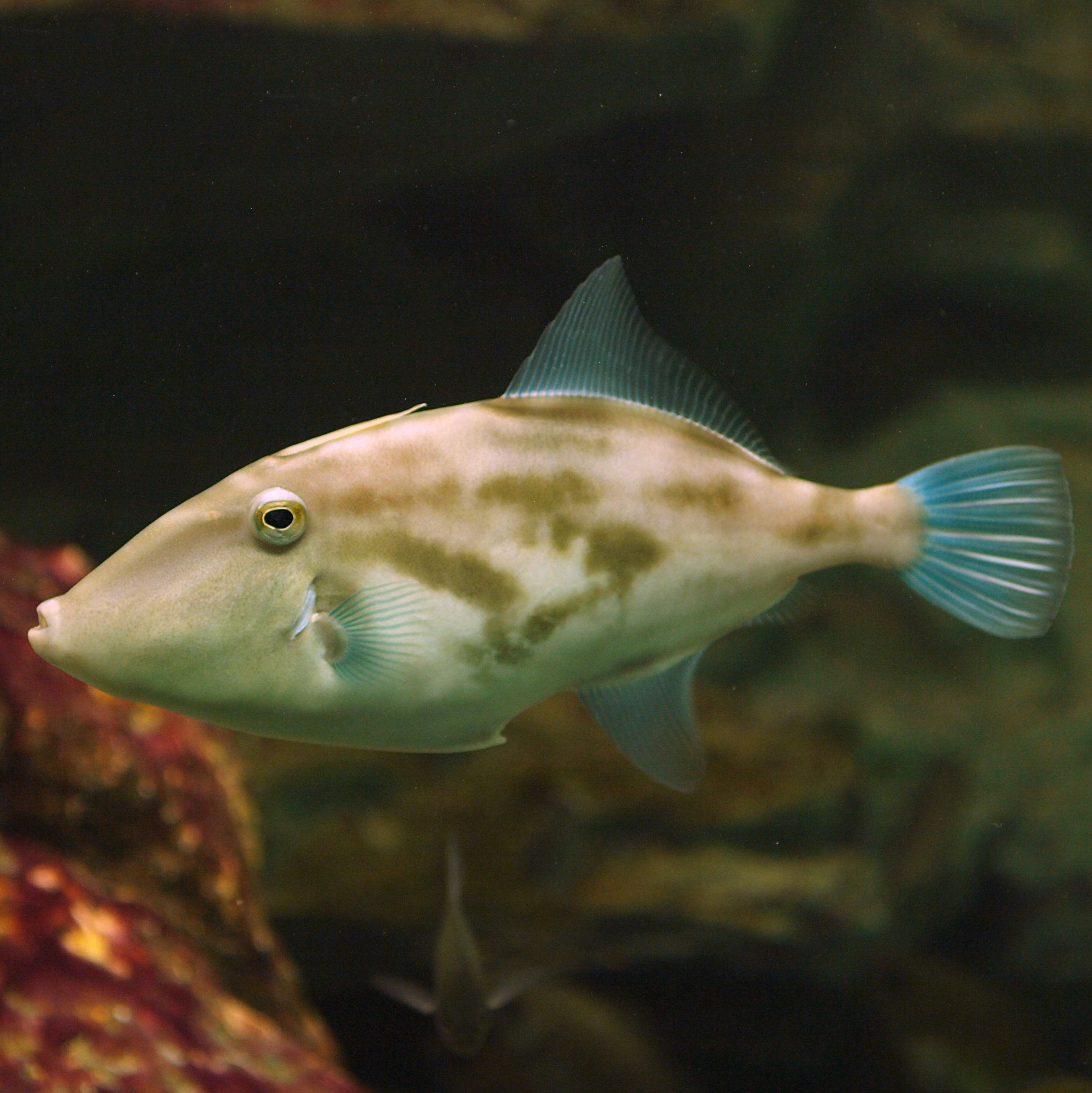 image of thamnaconus modestus