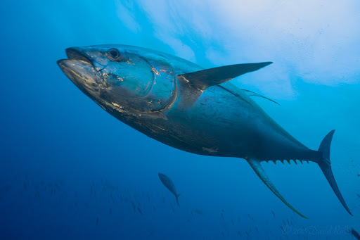 image of thunnus albacares \(yellowfin tuna\)