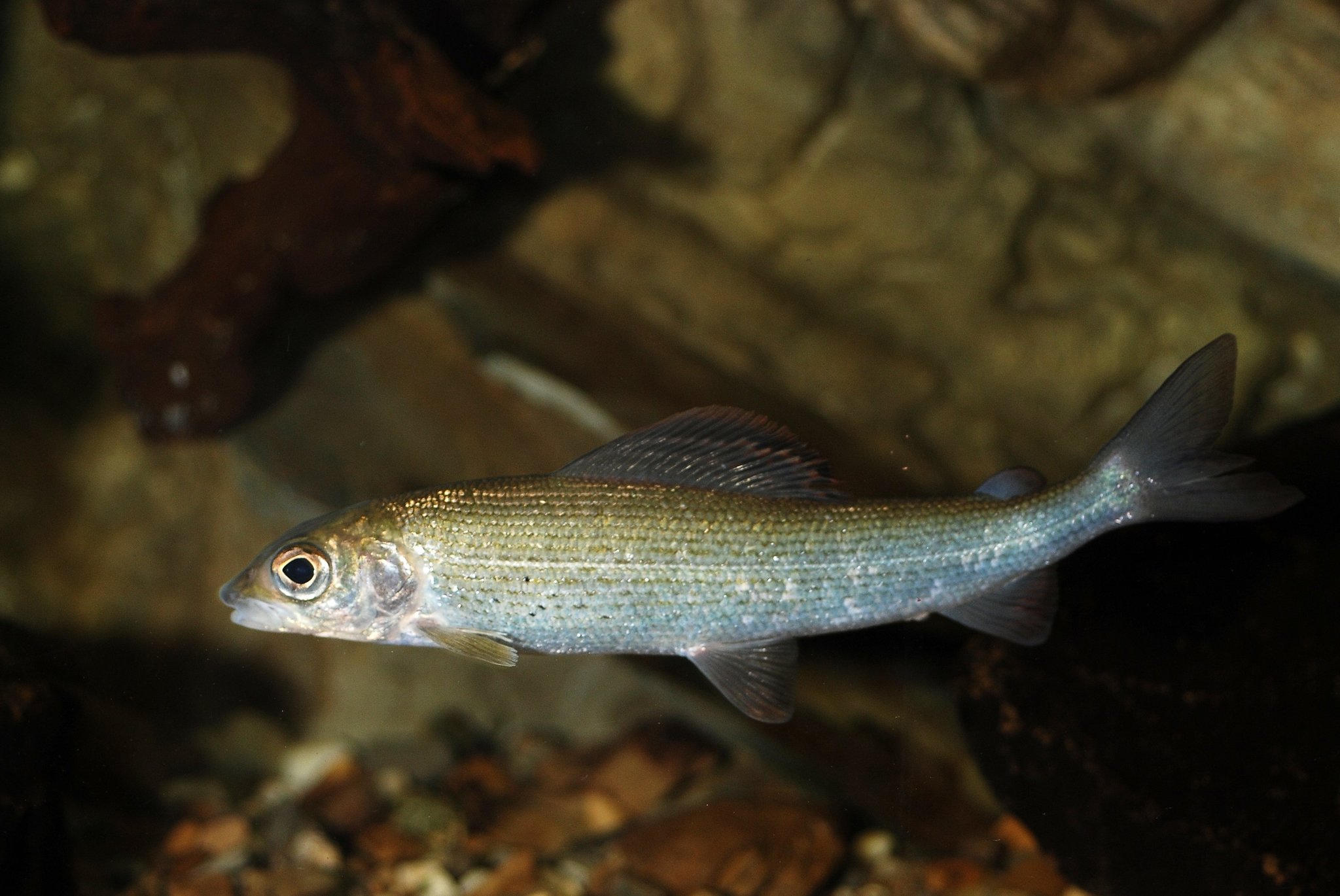 image of thymallus thymallus \(grayling\)