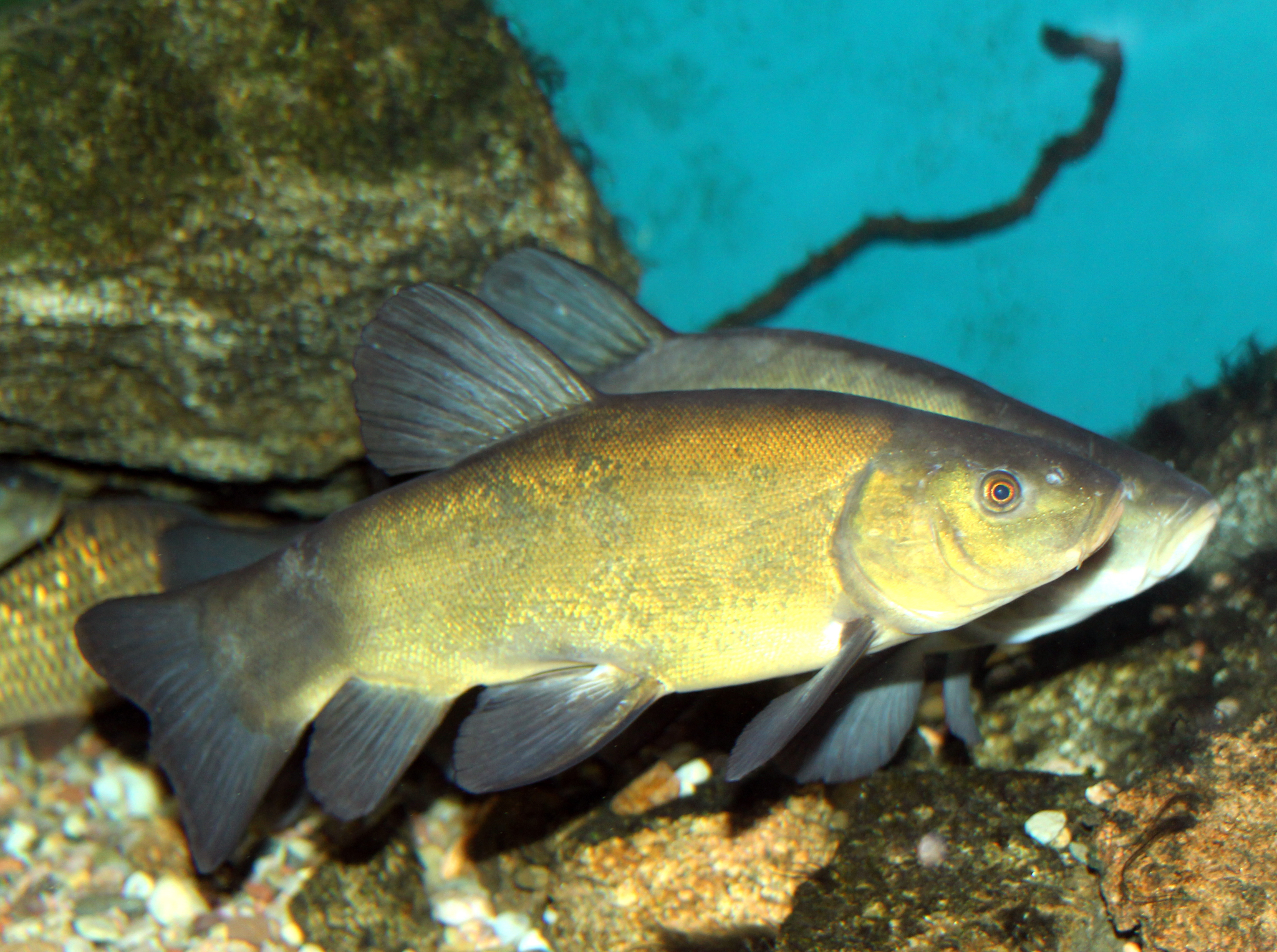 image of tinca tinca \(tench\)
