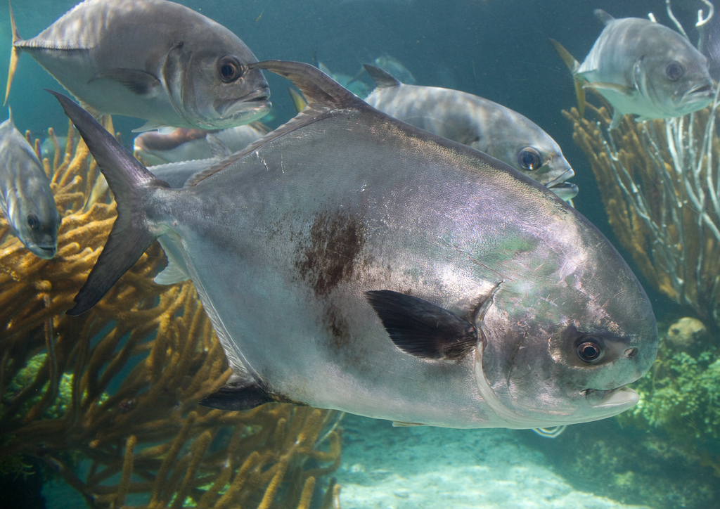 image of trachinotus falcatus \(permit\)