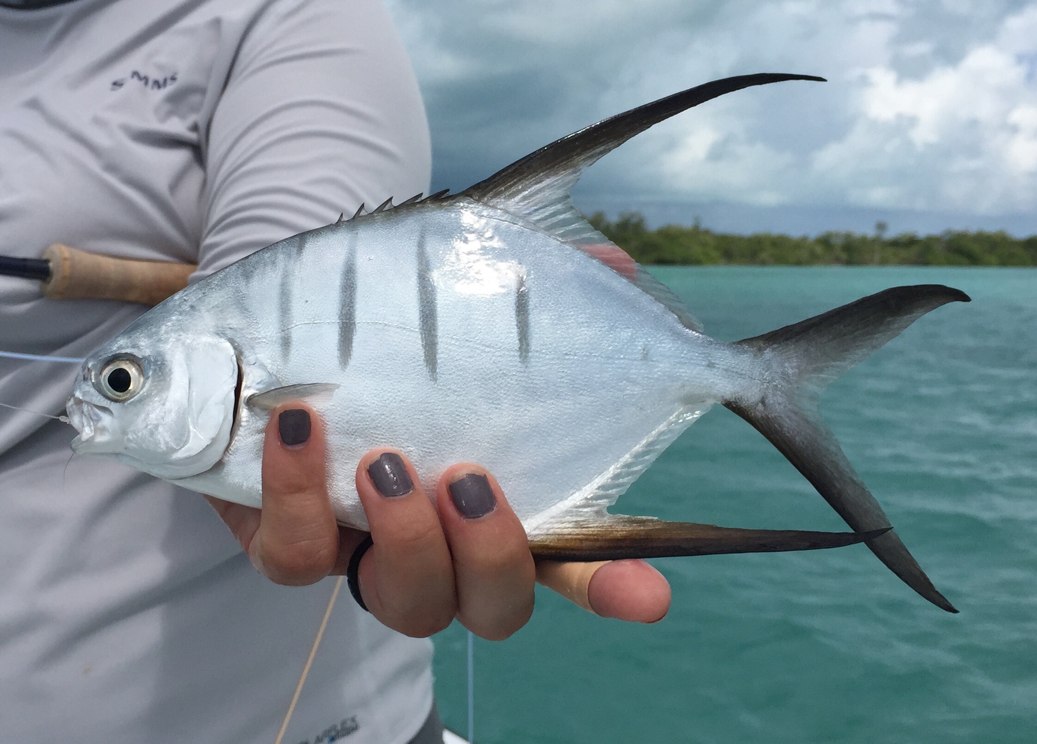 image of trachinotus goodei \(great pompano\)