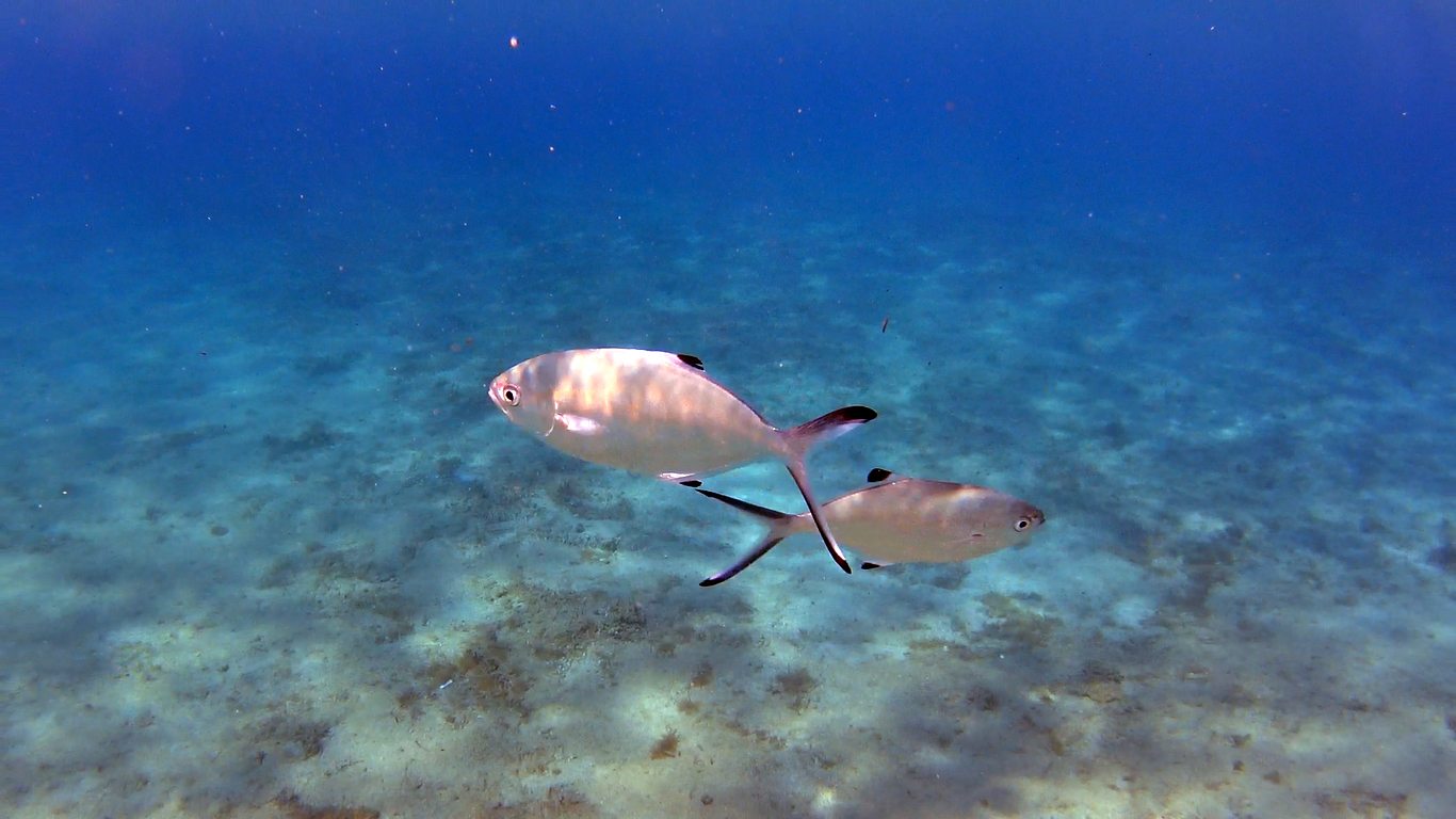image of trachinotus ovatus \(pompano\)