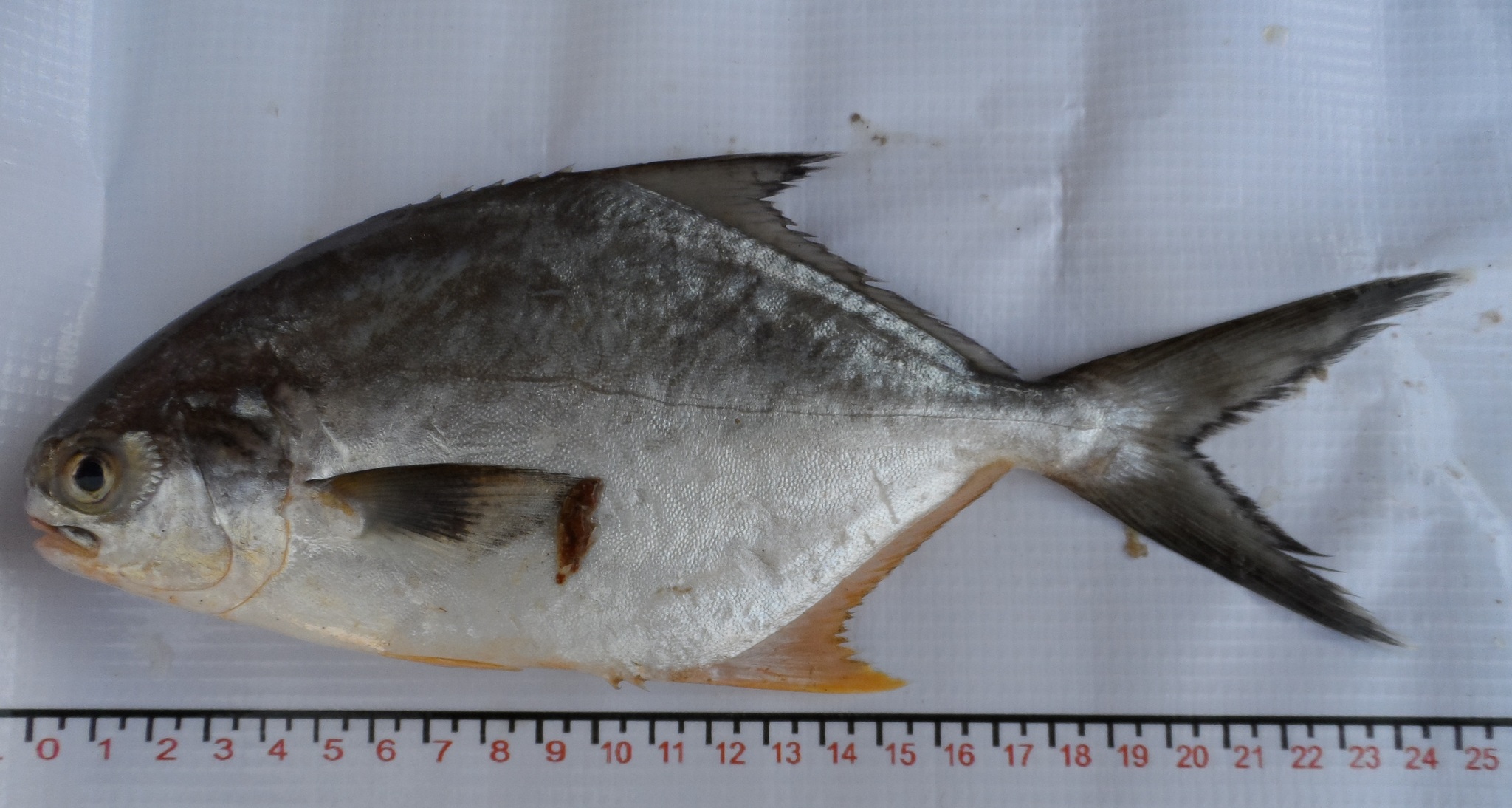 image of trachinotus paitensis \(paloma pompano\)