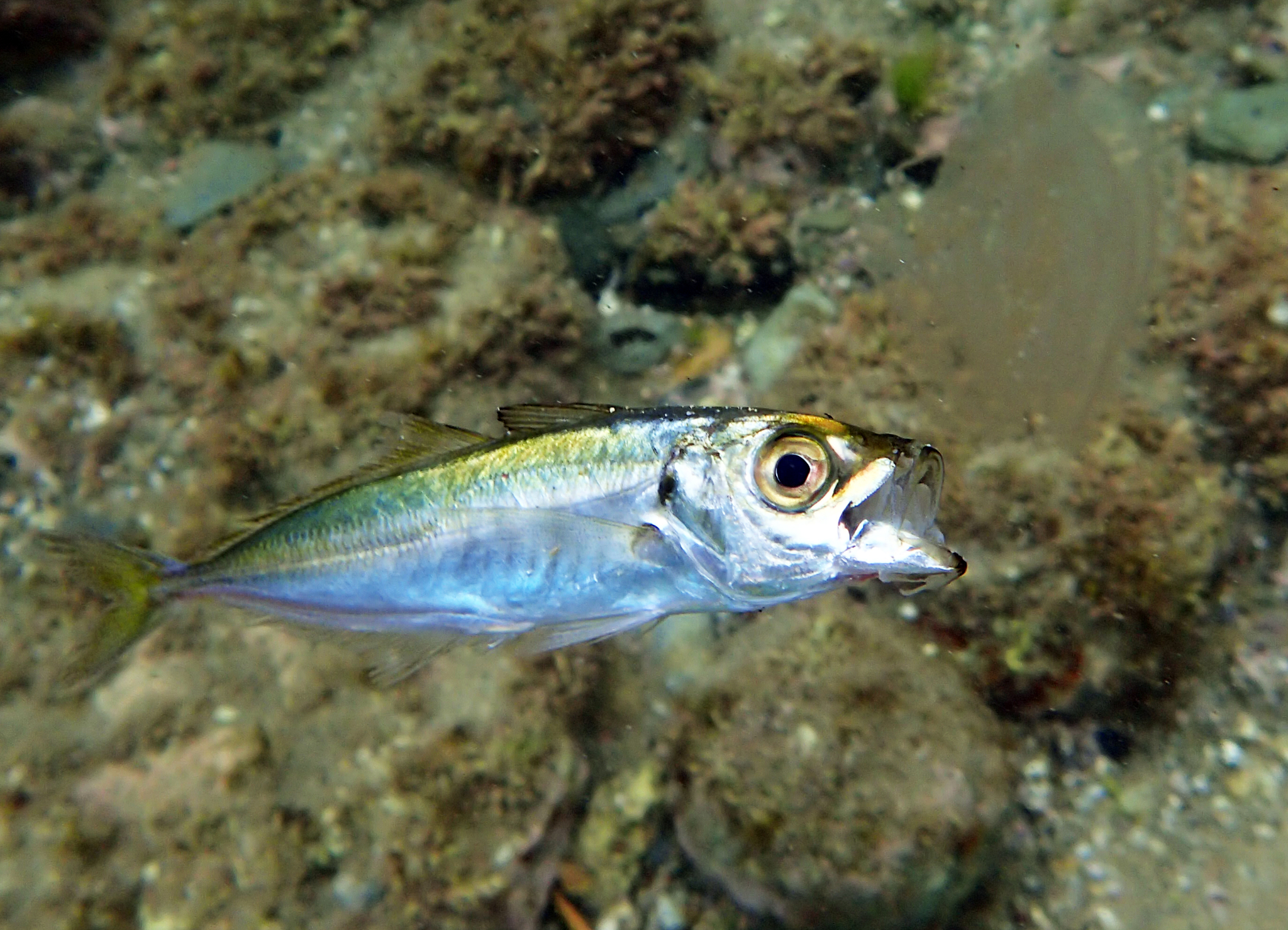 image of trachurus japonicus \(japanese jack mackerel\)