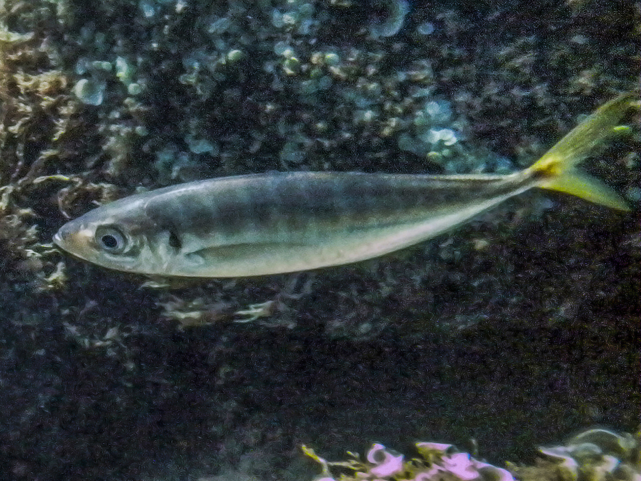 image of trachurus mediterraneus \(mediterranean horse mackerel\)